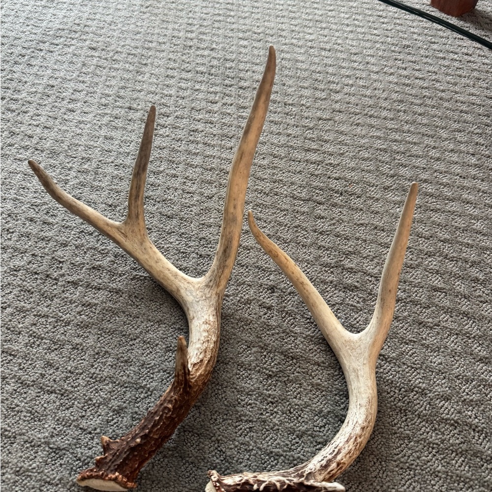 Natural Antler Decor